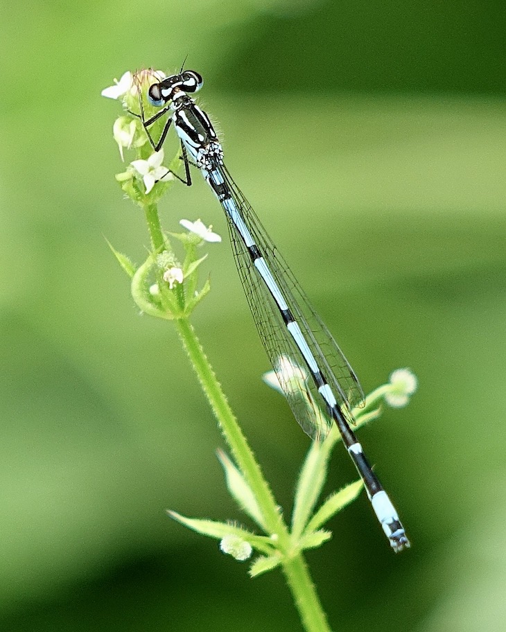 variable damselfly